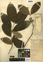 Mollinedia guatemalensis Perkins, Belize, W. A. Schipp 73, F
